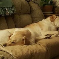Animals First Holistic Veterinary Services - Dr. Lori Blankenship ico