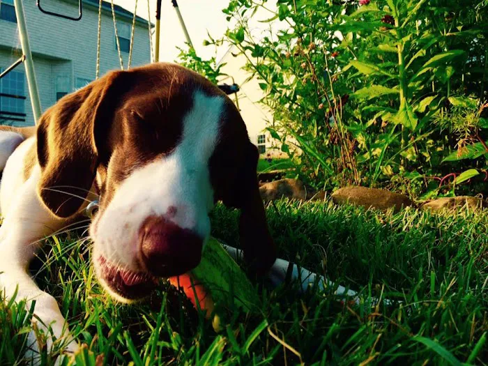 Animals First Holistic Veterinary Services - Dr. Lori Blankenship 5