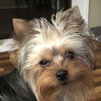 Aquia-Garrisonville Animal Hospital ico