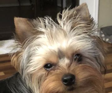 Aquia-Garrisonville Animal Hospital