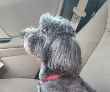 Petco