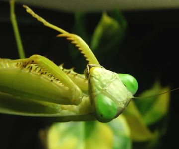 Fatal Mantis (Online Store Pickup)