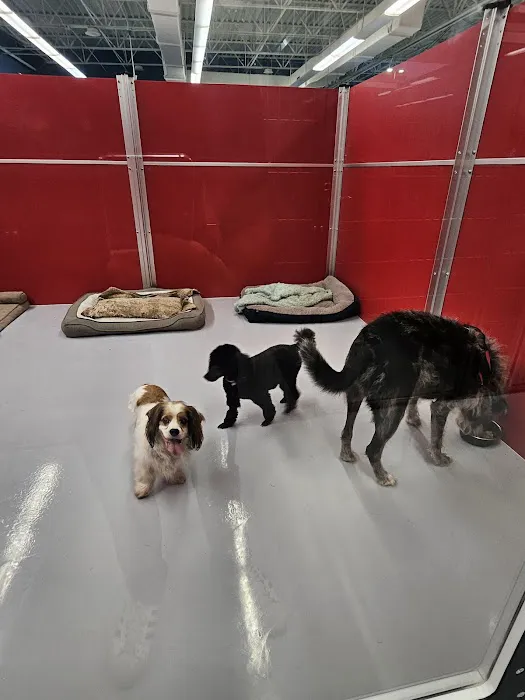Pawllywood Kingdom 5