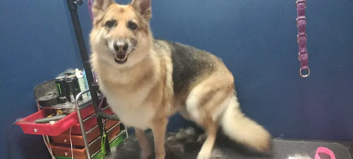 Pawllywood Kingdom 10