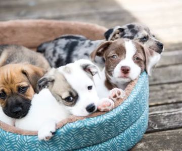 Stafford Animal Hospital