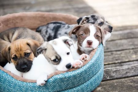 Stafford Animal Hospital