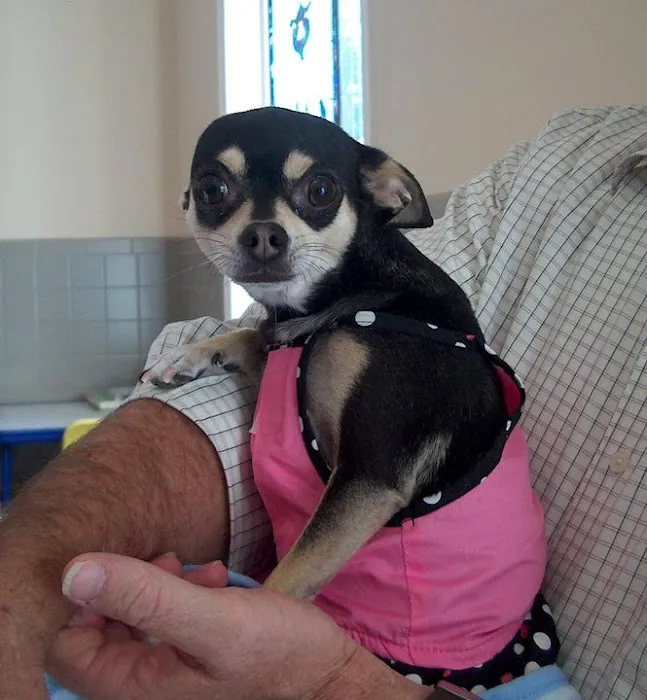 Stafford Animal Hospital 12