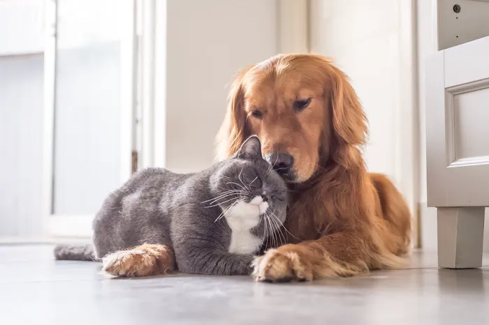 Stafford Animal Hospital 12