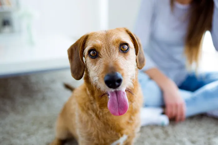 Stafford Animal Hospital 12