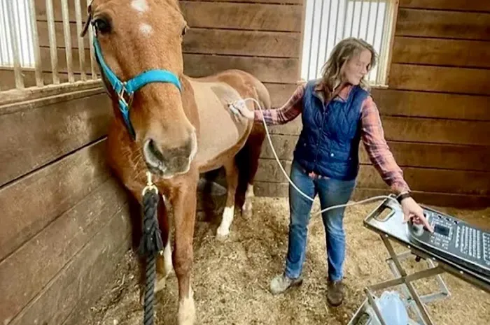 Paragon Equine Veterinary Services 1