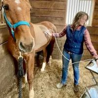 Paragon Equine Veterinary Services ico