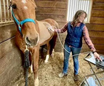 Paragon Equine Veterinary Services