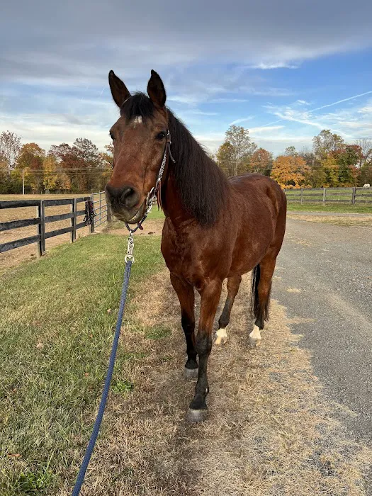 Paragon Equine Veterinary Services 2