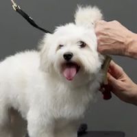 Pet Supplies Plus Jersey Village ico