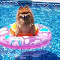 Tally Oaks Veterinary Service ico