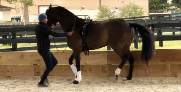Echo Equine 3