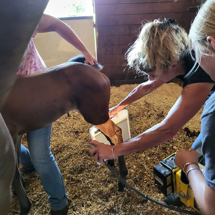Echo Equine 4
