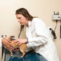 Leesburg Veterinary Hospital, A Thrive Pet Healthcare Partner ico