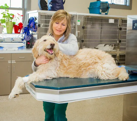 Leesburg Veterinary Hospital, A Thrive Pet Healthcare Partner 2