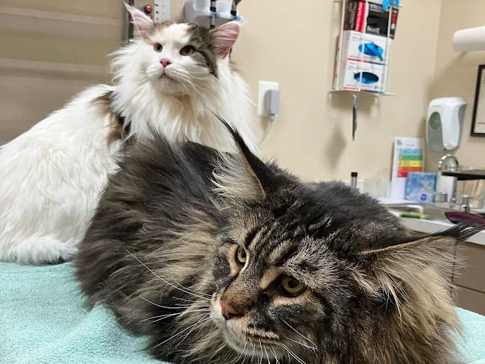 Leesburg Veterinary Hospital, A Thrive Pet Healthcare Partner 8