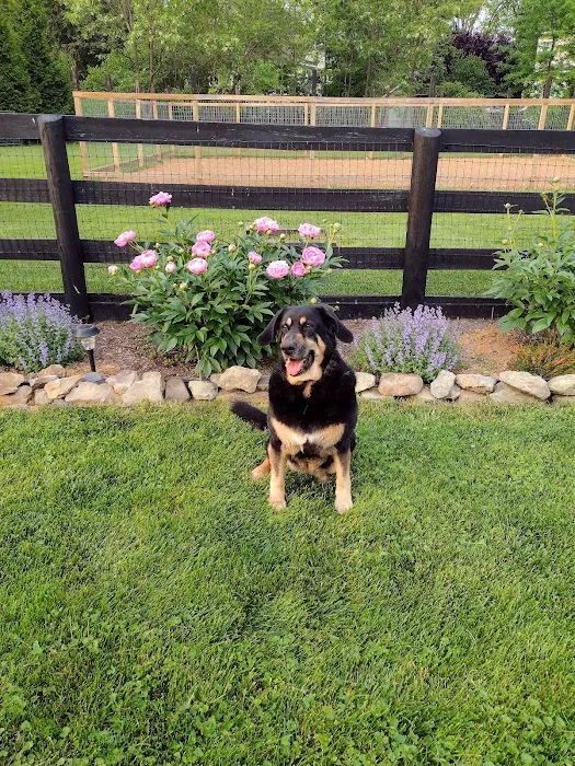 Leesburg Veterinary Hospital, A Thrive Pet Healthcare Partner 6