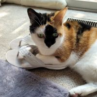 West Frederick Veterinary Hospital ico