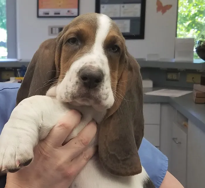 West Frederick Veterinary Hospital 7
