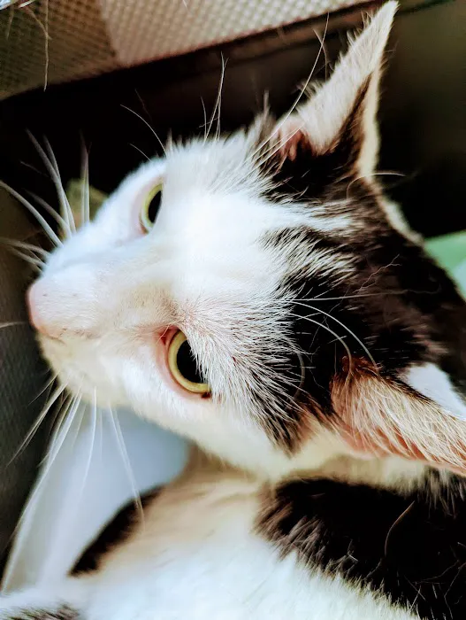 West Frederick Veterinary Hospital 9