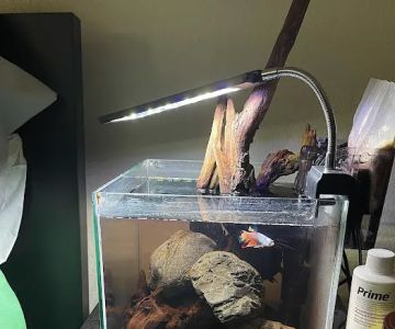 Betta Squad USA