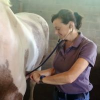 Horizon Equine Vet Services LLC ico