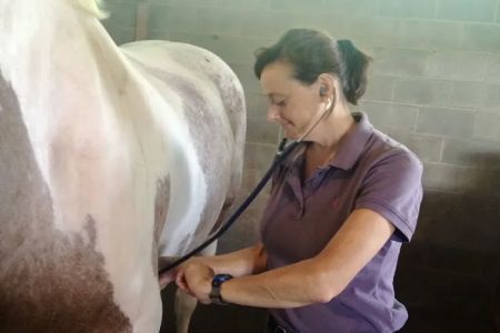 Horizon Equine Vet Services LLC