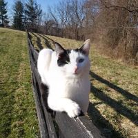 Animal Hospital of West Manheim ico