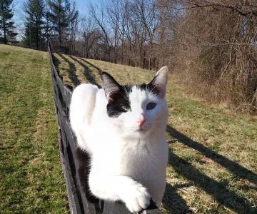 Animal Hospital of West Manheim