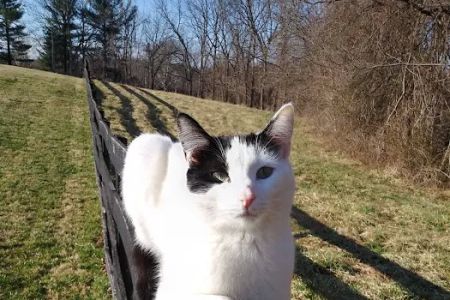 Animal Hospital of West Manheim