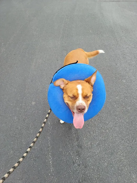 Animal Hospital of West Manheim 12