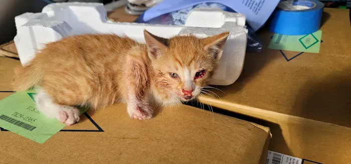 Animal Hospital of West Manheim 12