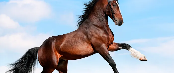 Green Glen Equine Hospital 12