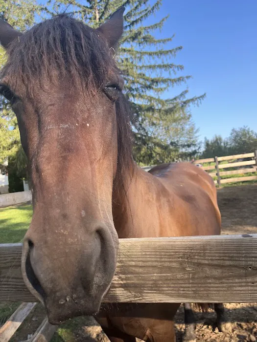 Green Glen Equine Hospital 12