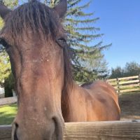 Green Glen Equine Hospital ico