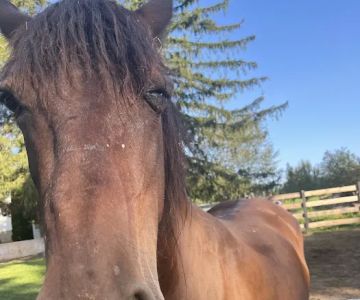 Green Glen Equine Hospital