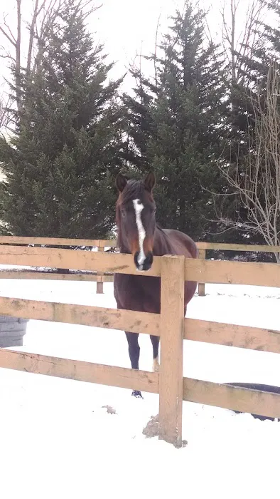Green Glen Equine Hospital 12