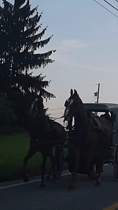 Green Glen Equine Hospital 12