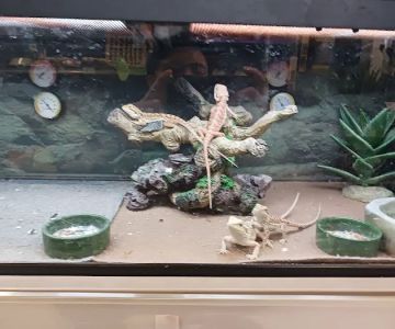 Petco