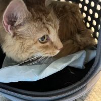 Paws Animal Hospital ico