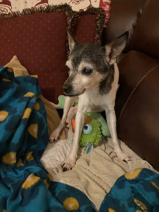 Paws Animal Hospital 12