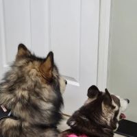 VCA Conewago Animal Hospital ico