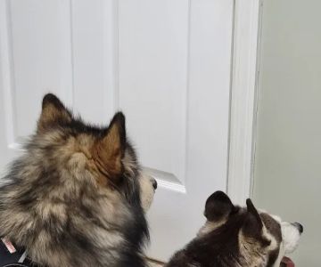 VCA Conewago Animal Hospital