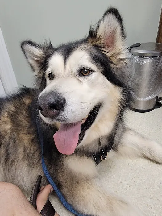 VCA Conewago Animal Hospital 12