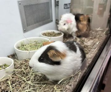 Petco