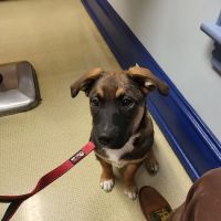 Hanover Veterinary Hospital ico